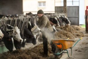 Ganaderos gallegos obtienen sentencia a favor contra cártel lácteo