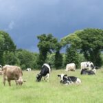 Guanacaste rompe la sequía y sube leche hasta 20