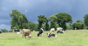 Guanacaste rompe la sequía y sube leche hasta 20