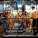 La UE refuerza zonas restringidas por dermatosis en Francia