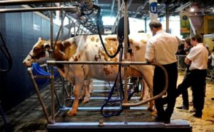 La UE refuerza zonas restringidas por dermatosis en Francia