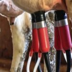 La ciencia abre nuevas claves para optimizar la producción de leche