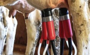 La ciencia abre nuevas claves para optimizar la producción de leche