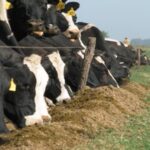 La leche volvió a crecer