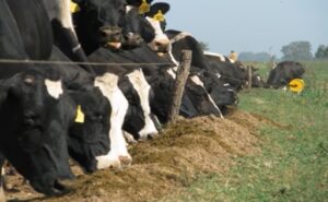 La leche volvió a crecer