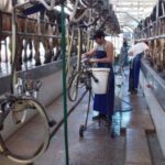 La producción de leche creció, pero el mercado no logra absorberla 2 La producción de leche creció, pero el mercado no logra absorberla