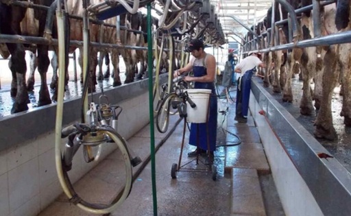 La producción de leche creció, pero el mercado no logra absorberla
