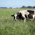 La producción de leche logró en 2025 su mejor nivel de la década en Argentina