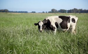 La producción de leche logró en 2025 su mejor nivel de la década en Argentina