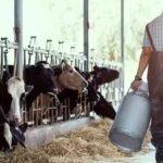 La producción de leche marca récord y Córdoba lidera el mapa lácteo