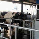 La robotización del ordeñe impulsa eficiencia y gestión en la lechería argentina