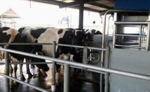 La robotización del ordeñe impulsa eficiencia y gestión en la lechería argentina