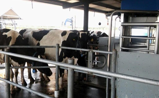 La robotización del ordeñe impulsa eficiencia y gestión en la lechería argentina