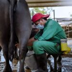 Lechería venezolana mira 2026 con crecimiento y exportación