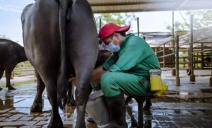 Lechería venezolana mira 2026 con crecimiento y exportación