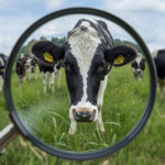 Observatorio Lácteo confirma recuperación productiva y exportadora en Chile