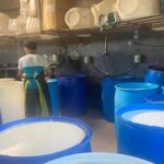 Producción de leche en 2025 alcanzó 370 millones de galones en Nicaragua