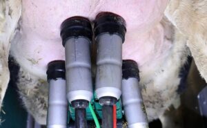 Producción de leche en Castilla y León se estanca segunda en España