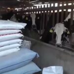 Productores de leche en Bolivia se declaran en emergencia y piden Bs 7 por litro 2 Productores de leche en Bolivia se declaran en emergencia y piden Bs 7 por litro