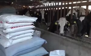 Productores de leche en Bolivia se declaran en emergencia y piden Bs 7 por litro
