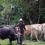 Productores de leche en Guanacaste enfrentan cambio climático con prácticas sostenibles