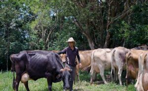 Productores de leche en Guanacaste enfrentan cambio climático con prácticas sostenibles
