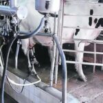 Rentabilidad en rojo La lechería produce más pero pierde