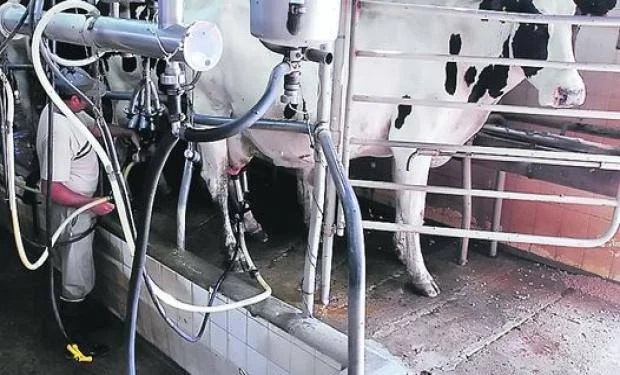 Rentabilidad en rojo La lechería produce más pero pierde