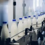 Rusia logra su mayor producción de leche en 30 años