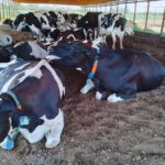 Sensores permiten anticipar el estrés térmico en vacas