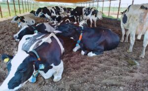 Sensores permiten anticipar el estrés térmico en vacas