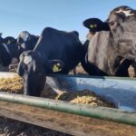 Una familia cordobesa que volvió a apostar por la leche