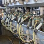 Uruguay bate récord de producción láctea en 2025