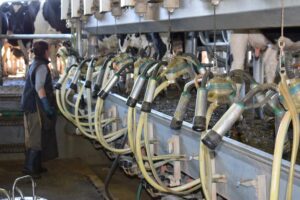 Uruguay bate récord de producción láctea en 2025