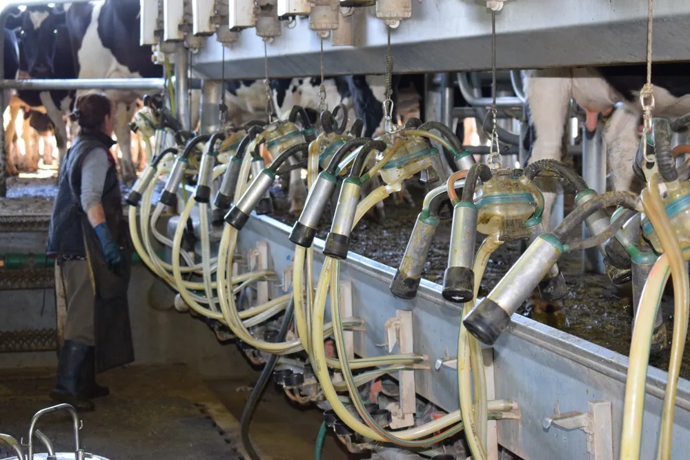 Uruguay bate récord de producción láctea en 2025