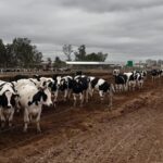 De 13 vacas prestadas a 12 millones de litros al año: el tambo integrado que también tiene fábrica de lácteos 1 De 13 vacas prestadas a 12 millones de litros