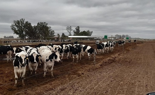De 13 vacas prestadas a 12 millones de litros