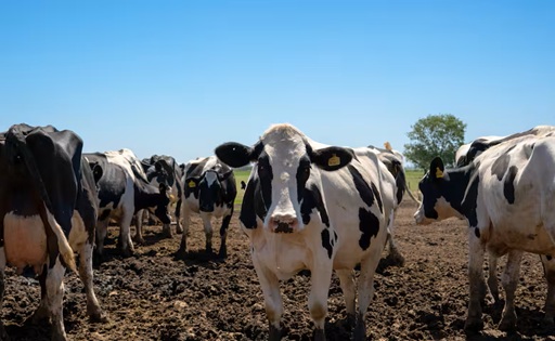 Del campo a la ciudad el queso argentino conquista consumidores urbanos