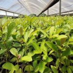 Economías regionales argentinas presentan desempeño mixto