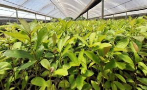 Economías regionales argentinas presentan desempeño mixto