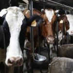 El consumo de leche crece, la producción baja