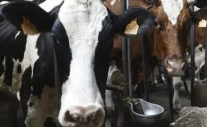 En 2025 desaparecieron 503 ganaderos de leche en la UE, pese a datos mixtos