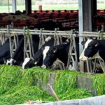 En enero de 2026 el precio de la leche productor fue de $16,1 pesos (US $0,42) por litro