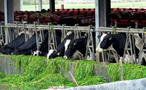 En enero de 2026 el precio de la leche productor fue de $16,1 pesos (US $0,42) por litro