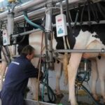 Endeudamiento uruguayo en producción de leche cae a su nivel más bajo en dos años