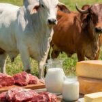 Exportaciones de lácteos y animales vivos alcanzan US$ 394,6 millones en 2025