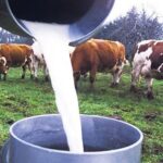 Exportaciones de leche y papa desde Colombia muestran signos de recuperación