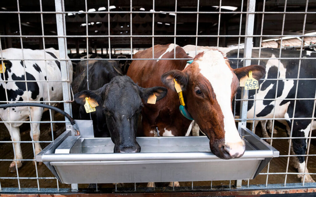 Galicia rebajas de hasta litro de leche en origen alertan al sector