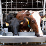 Galicia rebajas de hasta litro de leche en origen alertan al sector