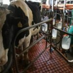 Galicia registra incremento de producción láctea a pesar de la caída de ganaderos